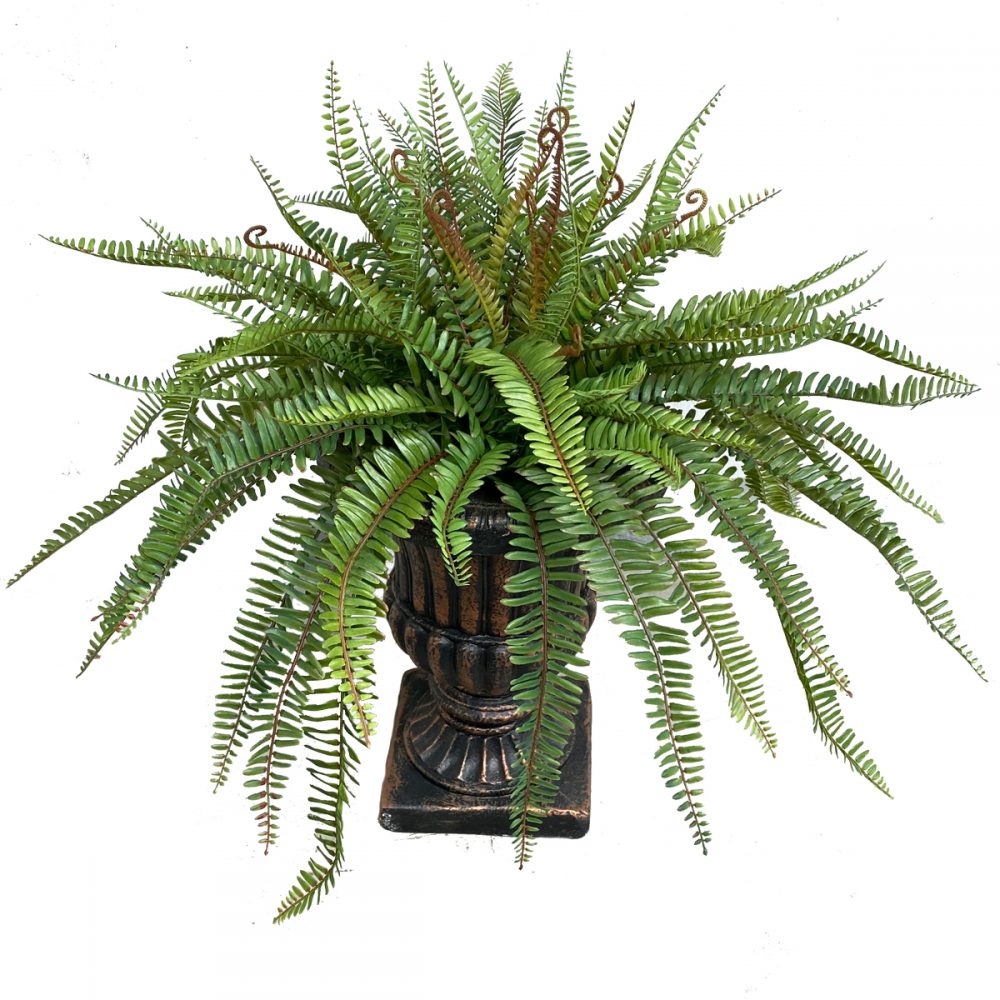 bostern-fern